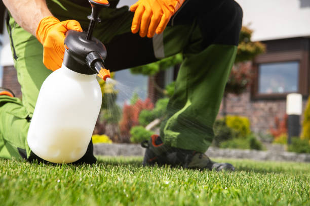 Best Termite Control Services  in Park Rapids, MN