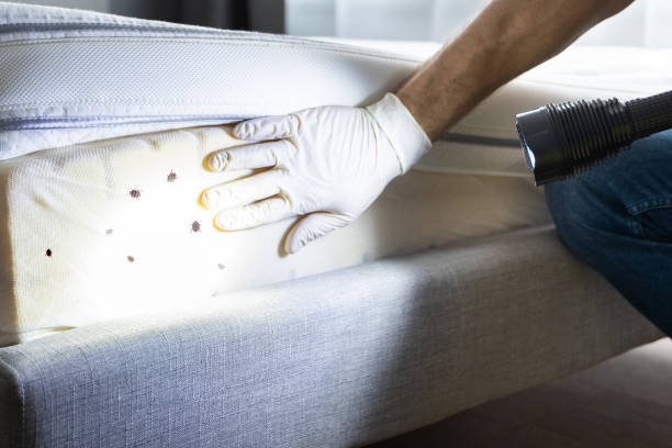 Best Cockroach Control Services  in Park Rapids, MN